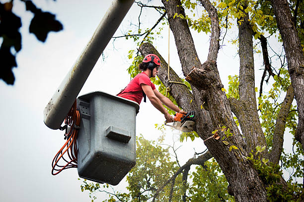 The Steps Involved in Our Tree Care Process in Clarksburg, WV